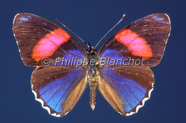 callicore hesperis.JPG - Callicore hesperisLepidoptera, NymphalidaePérou